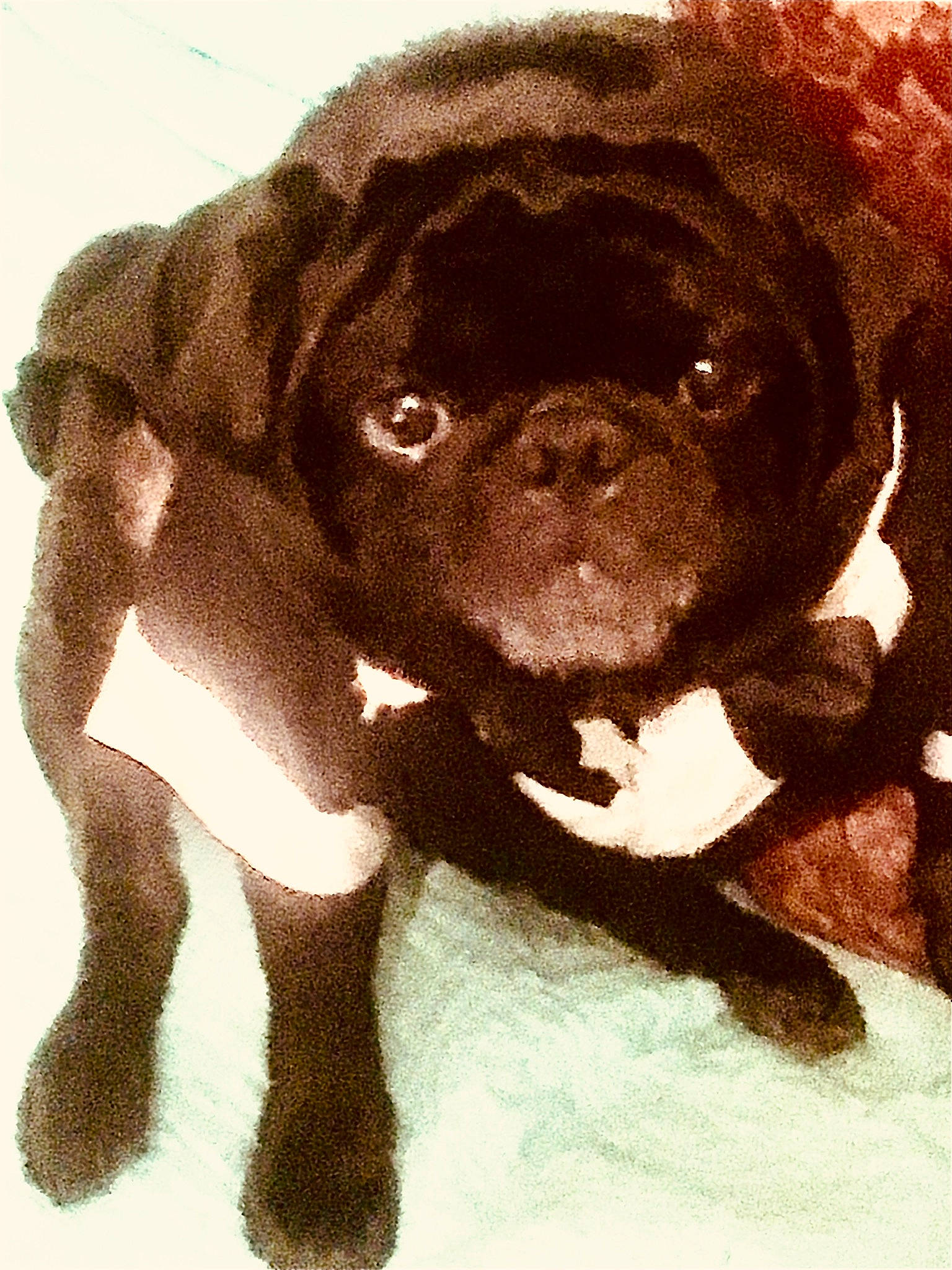 Nemo joined the competition — help win amazing prizes! ancient_dog_breeds, art, canidae, carnivore, companion_dog, dog, dog_breed, drawing, fawn, fur, hunting_dog, illustration, liver, mammal, painting, snout, sporting_group, terrestrial_animal, vertebrate, working_animal