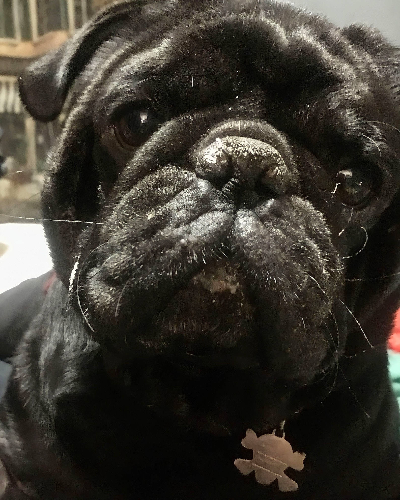Mason joined the competition — help win amazing prizes! canidae, carnivore, collar, companion_dog, dog, dog_breed, dog_collar, ear, eye, fawn, fur, giant_dog_breed, head, liver, pug, sporting_group, terrestrial_animal, whiskers, working_animal, wrinkle