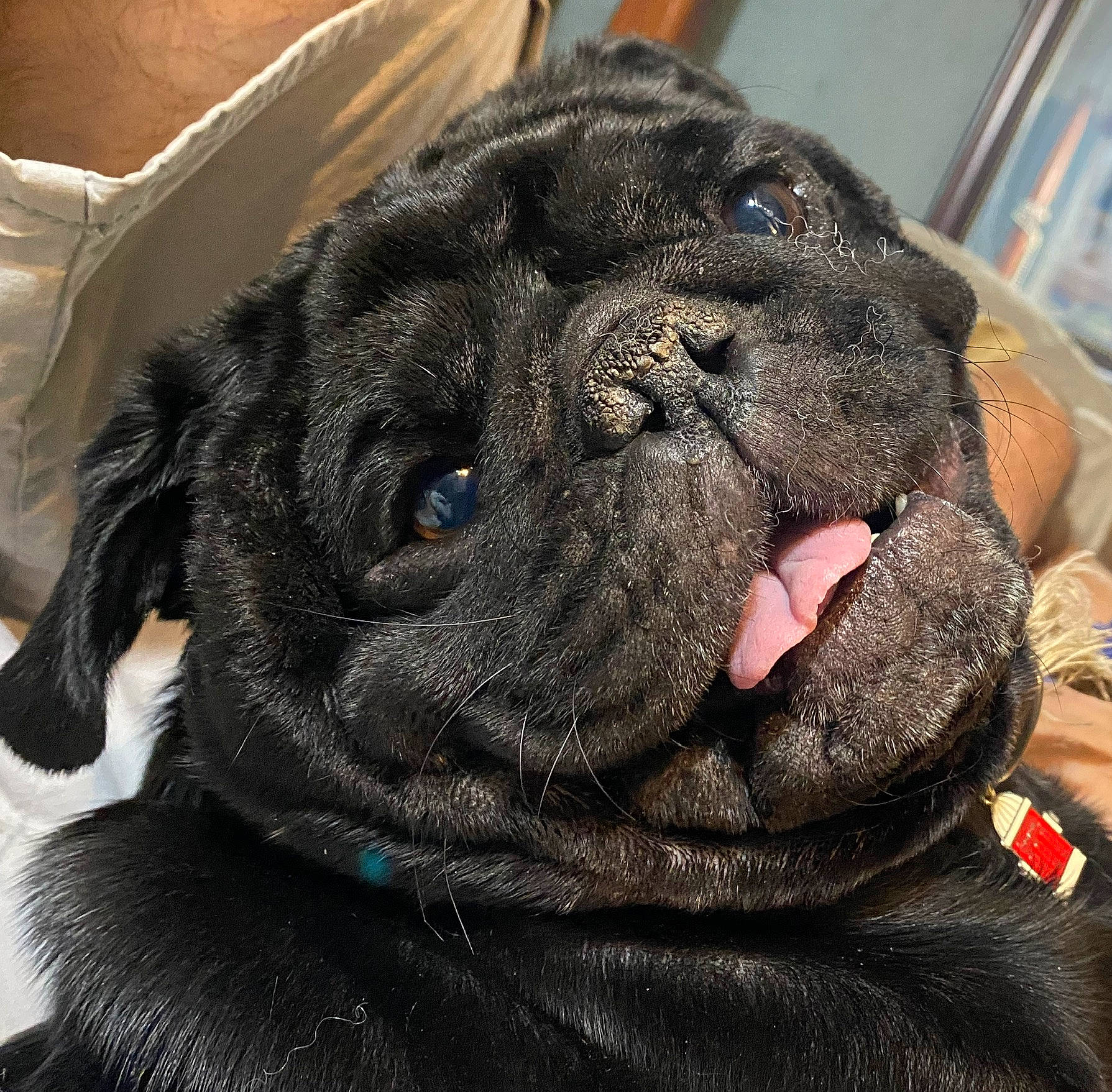 Mason joined the competition — help win amazing prizes! canidae, carnivore, collar, companion_dog, dog, dog_breed, dog_collar, fawn, fur, giant_dog_breed, molosser, non_sporting_group, pug, snout, sporting_group, terrestrial_animal, whiskers, working_animal, working_dog, wrinkle