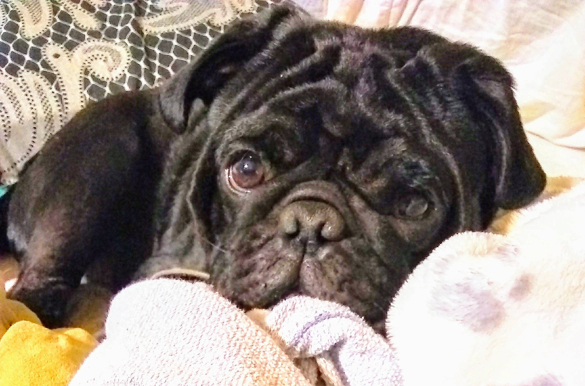 Mason joined the competition — help win amazing prizes! bored, canidae, carnivore, companion_dog, dog, dog_breed, ear, fawn, fur, liver, non_sporting_group, pug, puppy, snout, sporting_group, terrestrial_animal, toy_dog, whiskers, working_animal, wrinkle