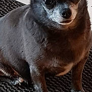 Jade a rejoint le concours — aidez-le/la à gagner de superbes lots ! canidae, carnivore, chihuahua, companion_dog, dog, dog_breed, fawn, mammal, puppy, snout, toy_dog, vertebrate