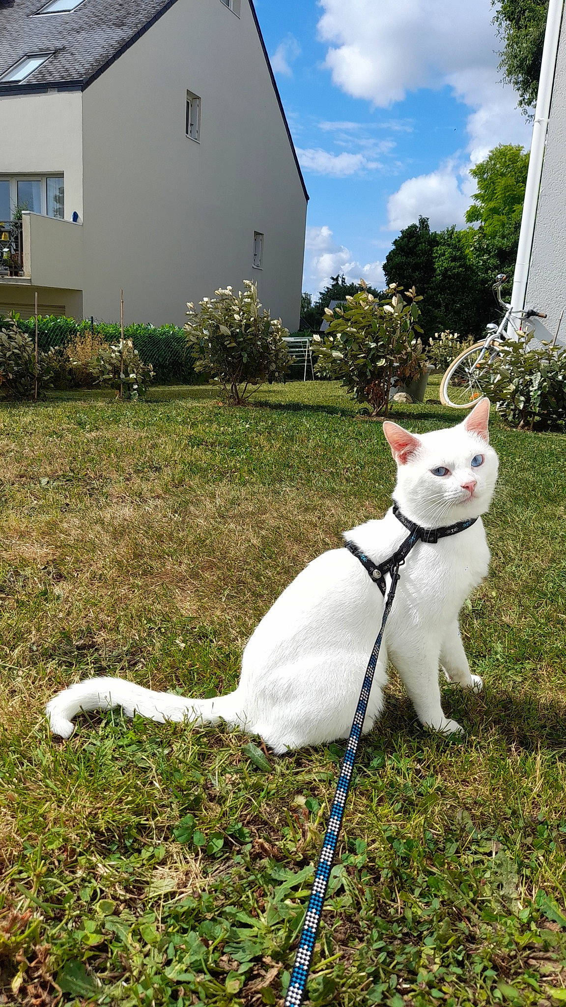 Blue a rejoint le concours — aidez-le/la à gagner de superbes lots ! art, building, canidae, carnivore, cat, cloud, collar, companion_dog, felidae, grass, grassland, house, lawn, plant, sky, small_to_medium_sized_cats, tail, whiskers, white, window