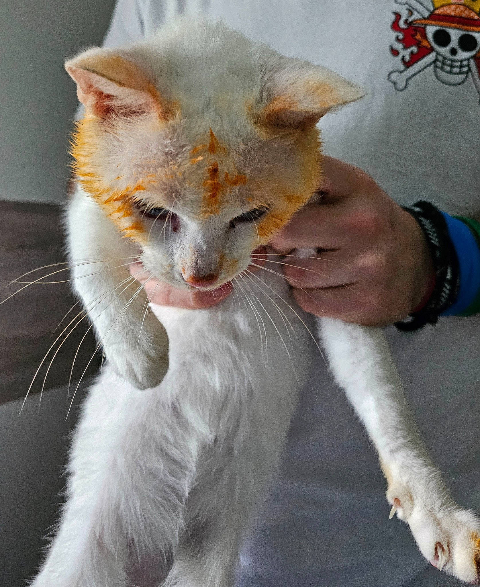 Blue a rejoint le concours — aidez-le/la à gagner de superbes lots ! beard, carnivore, cat, claw, collar, domestic_short_haired_cat, ear, eye, eyelash, fawn, felidae, fur, gesture, hair, human_body, small_to_medium_sized_cats, snout, tail, watch, whiskers