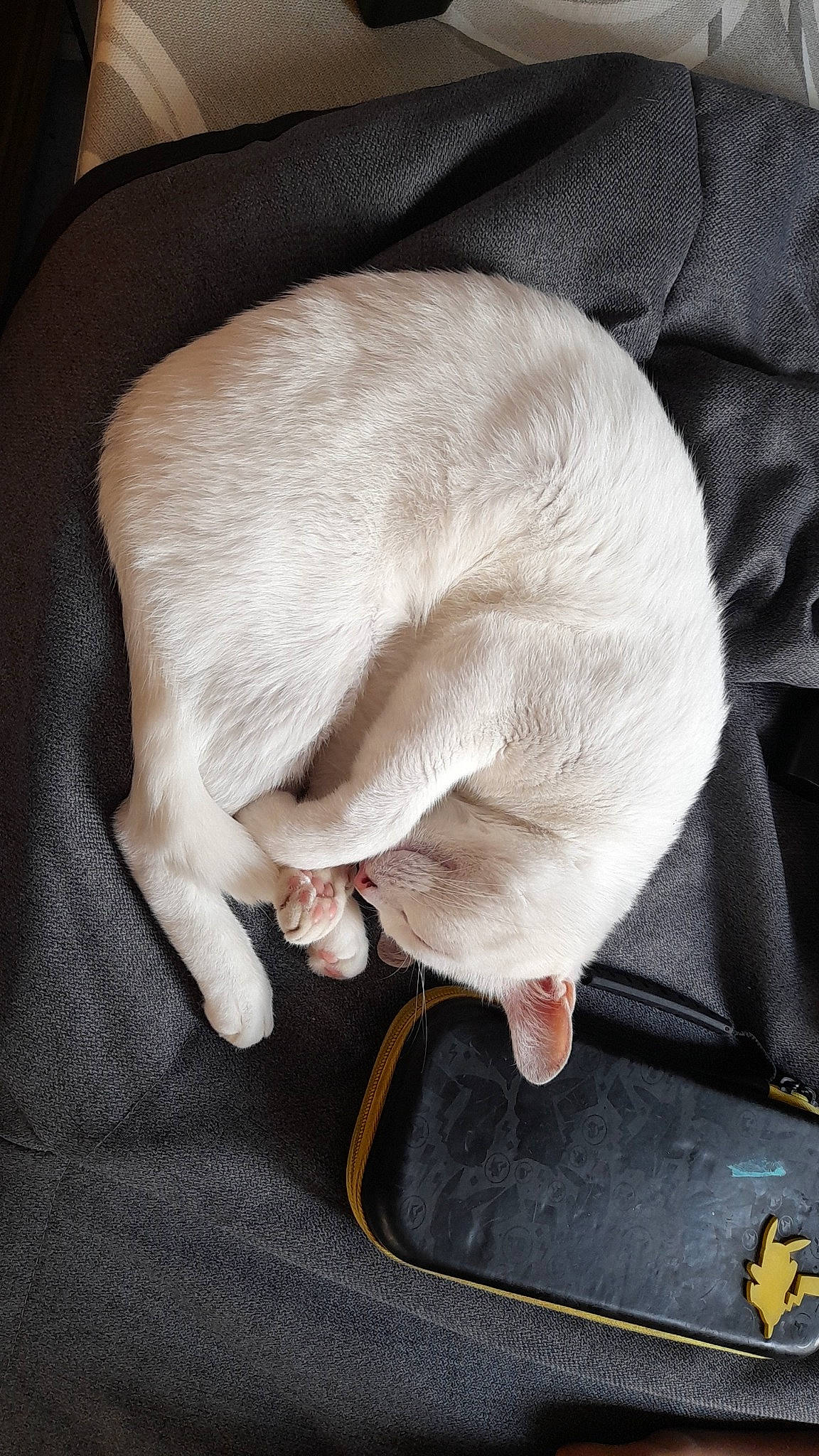 Blue a rejoint le concours — aidez-le/la à gagner de superbes lots ! canidae, carnivore, cat, comfort, companion_dog, dog_breed, fawn, felidae, flooring, fur, grey, linens, nap, paw, sleep, small_to_medium_sized_cats, snout, sporting_group, tail, whiskers