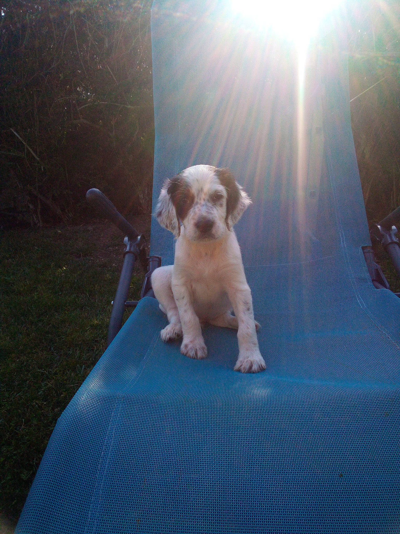 Speed a rejoint le concours — aidez-le/la à gagner de superbes lots ! backlighting, canidae, carnivore, companion_dog, dog, dog_breed, fawn, grass, lens_flare, morning, non_sporting_group, plant, shadow, snout, sporting_group, sunlight, tail, terrier, toy_dog, working_animal