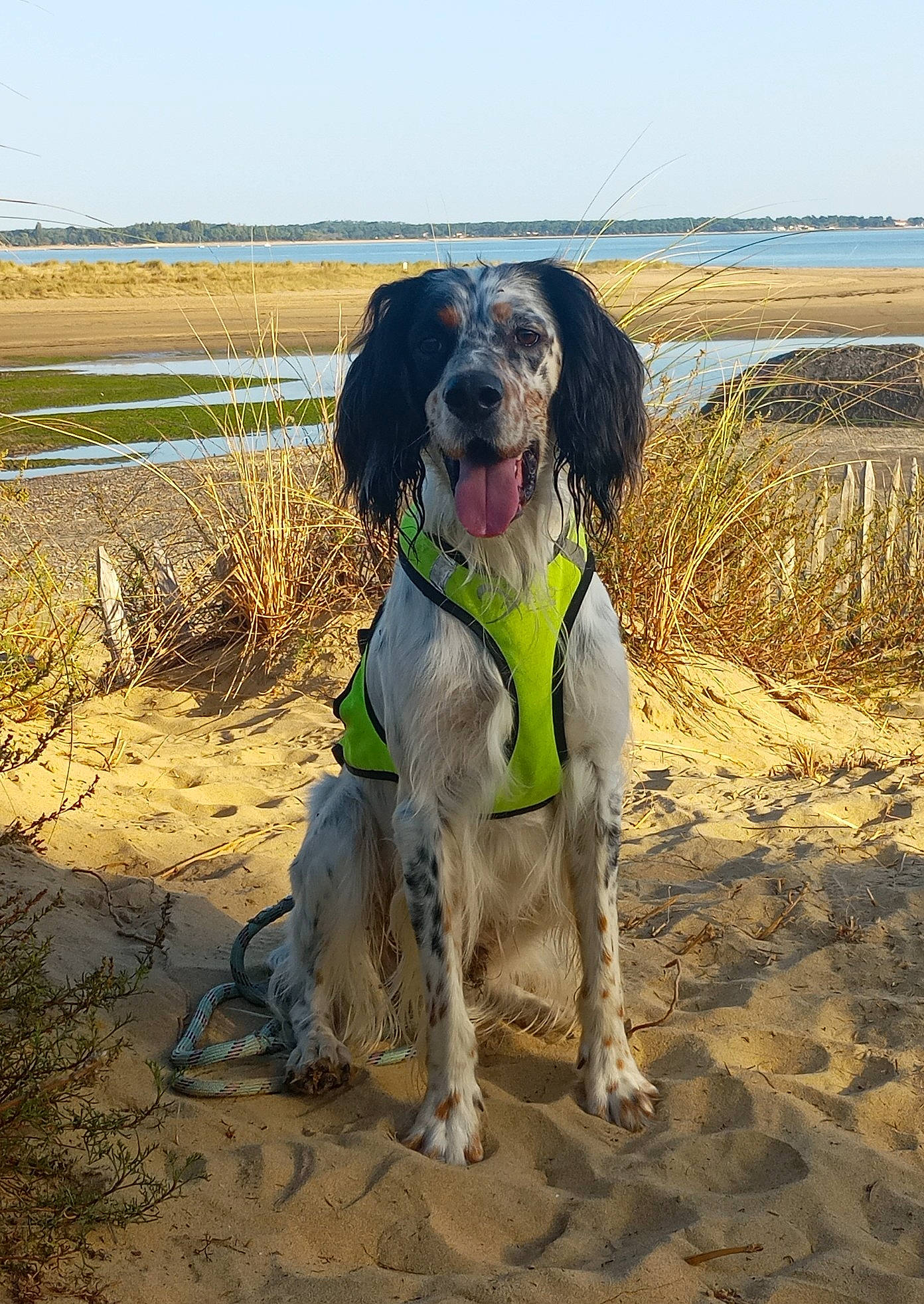 Speed participe au concours pour gagner de l'argent avec cette photo : beach, canidae, carnivore, collar, companion_dog, dog, dog_breed, dog_collar, dog_supply, fawn, gun_dog, leash, ocean, sand, sky, soil, sporting_group, water, water_dog, working_animal