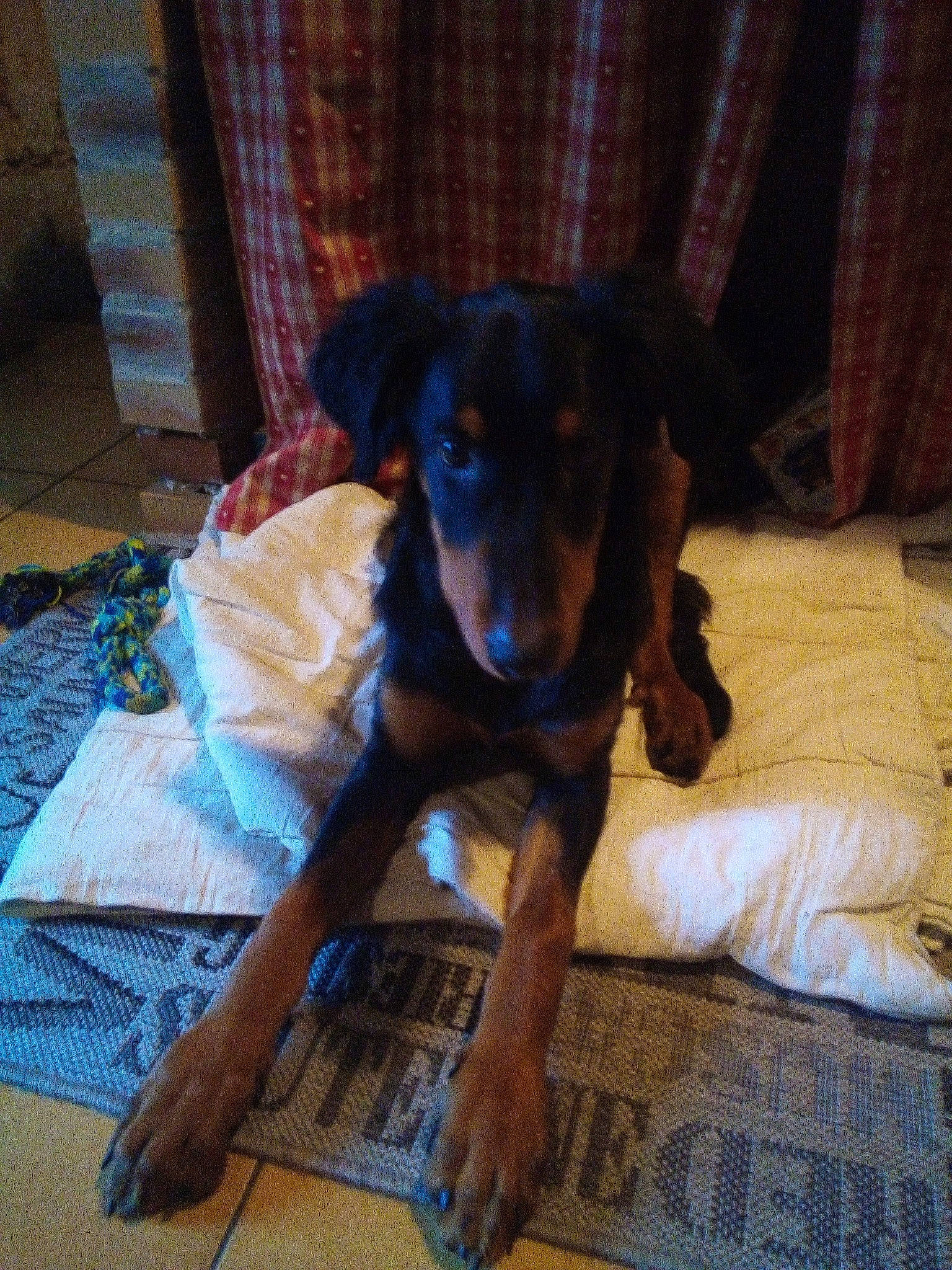 Pyke participe au concours pour gagner de l'argent avec cette photo : canidae, carnivore, dog, dog_breed, fawn, guard_dog, huntaway, jagdterrier, mammal, miniature_pinscher, pinscher, puppy, sporting_group, vertebrate