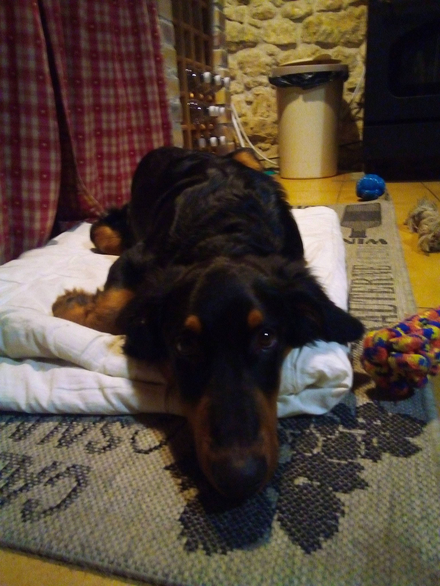 Pyke a rejoint le concours — aidez-le/la à gagner de superbes lots ! beauceron, canidae, carnivore, dachshund, dobermann, dog, dog_breed, ear, gordon_setter, guard_dog, hovawart, puppy, sporting_group