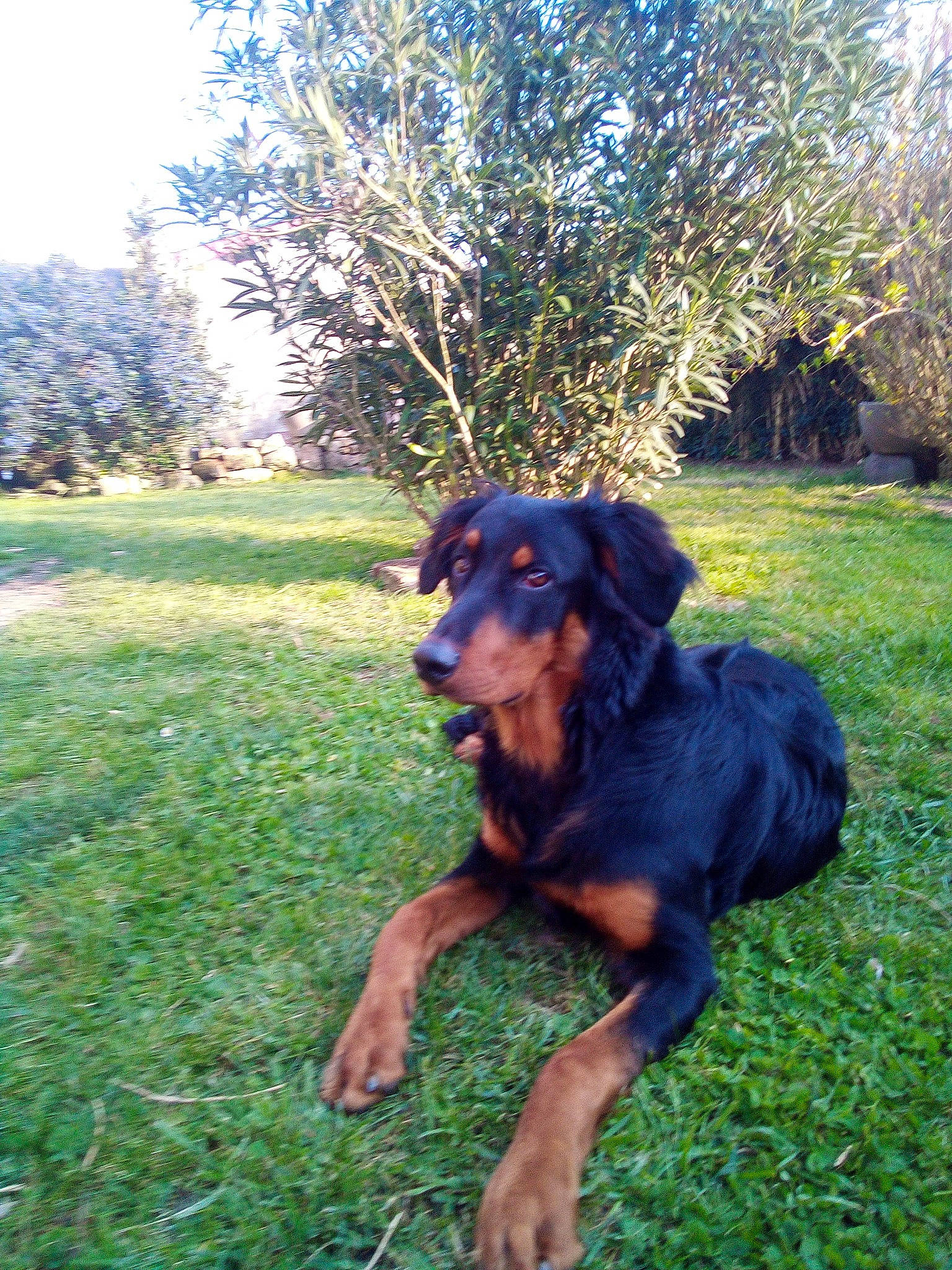 Pyke a rejoint le concours — aidez-le/la à gagner de superbes lots ! austrian_black_and_tan_hound, canidae, carnivore, companion_dog, dog, dog_breed, grass, guard_dog, huntaway, hunting_dog, mammal, rottweiler, sporting_group, vertebrate, working_dog