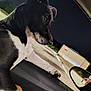 Jack is registered to the contest to win money with this photo: animal, black_and_white, building, car_interior, closeup, dark_sky, dog, fur, hand, looking, night, outdoor, parking_lot, paw, pet, portrait, reflection, side_mirror, vehicle, window