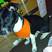 Jack joined the competition — help win amazing prizes! animal, bandana, black_and_white, canine, cardboard_box, close_up, dog, domestic_dog, ears, floor, indoor, laundry_basket, looking, orange_bandana, pet, short_hair, sitting, spot, tail, white_paws