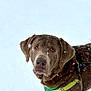 Jack joined the competition — help win amazing prizes! brown_dog, canine, close_up, collar, dog, eyes, fur, harness, inquisitive, labrador, leash, looking_at_camera, muzzle, nose, outdoors, pet, portrait, snow, snowflakes, winter