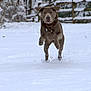 action_shot, brown_dog, canine, dog, fence, fur, grassless, happy, jumping, motion, outdoors, park, paws, pet, playful, portrait, running, snow, snow_spray, winter