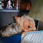 Fin is registered to the contest to win money with this photo: dog, yorkshire_terrier, pet, fur, small_dog, muzzle, nose, eye, pillow, mattress, bedding, couch, indoor, shelf, mug, bottle, container, resting, sleepy, close_up