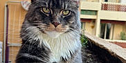 Yara participe au concours pour gagner de l'argent avec cette photo : animal, apartment_building, balcony, cat, close_up, curious, domestic_animal, feline, fluffy, gray_fur, green_eyes, house, nature, outdoor, paw, pet, portrait, relaxed, whiskers, white_fur
