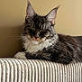 Yara participe au concours pour gagner de l'argent avec cette photo : cat, closeup, couch, domestic_animal, ears, eyes, feline, fur, furniture, household, indoor, maine_coon, mammal, pet, portrait, relaxing, resting, striped, tabby, whiskers