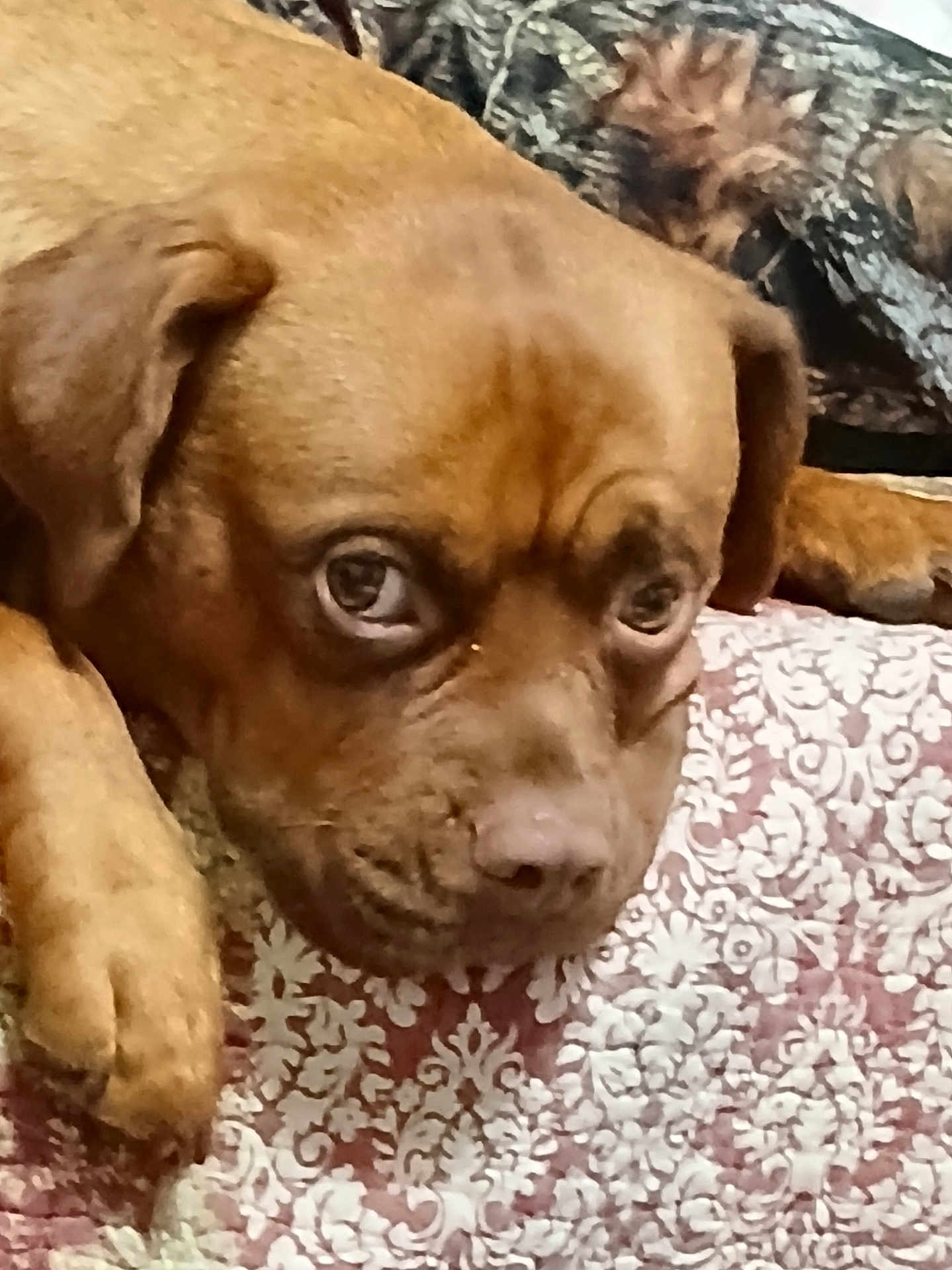 Ruby is registered to the contest to win money with this photo: dog, brown_dog, pet, canine, close_up, portrait, face, paw, nose, ear, fur, wrinkled_muzzle, sad_eyes, resting, sleepy, blanket, patterned_blanket, indoor, couch, home