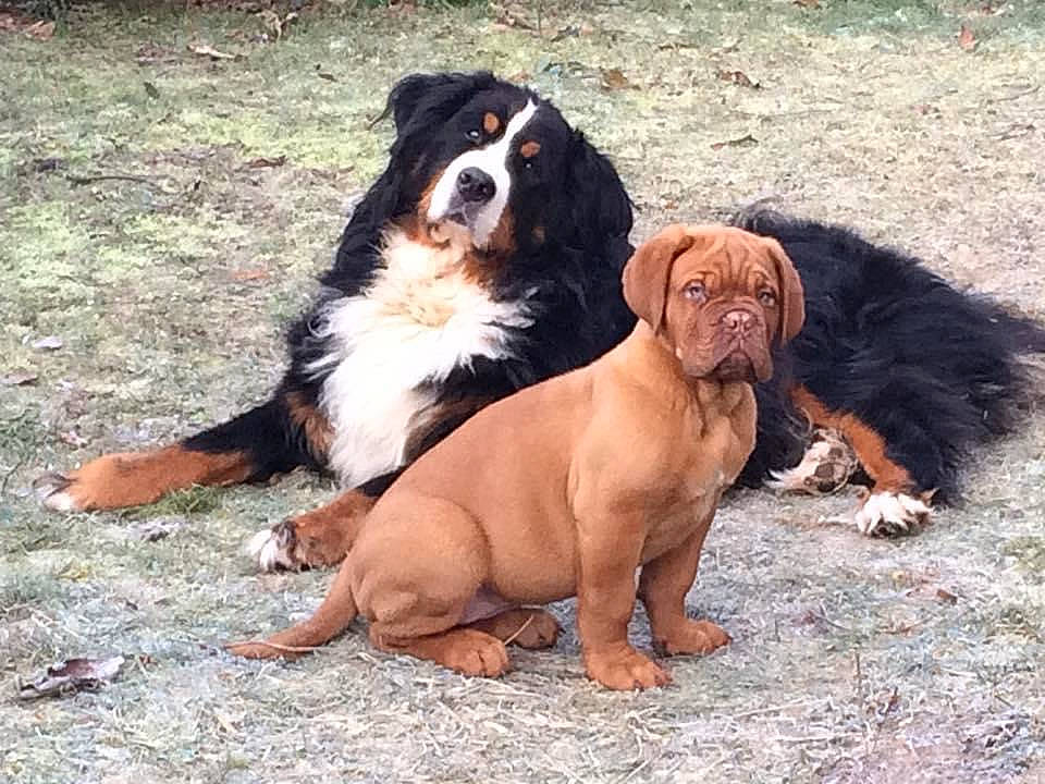 Mj a rejoint le concours — aidez-le/la à gagner de superbes lots ! bored, canidae, carnivore, companion_dog, dog, dog_breed, grass, gun_dog, hound, hunting_dog, liver, snout, sporting_group, terrestrial_animal, walking, working_animal, working_dog