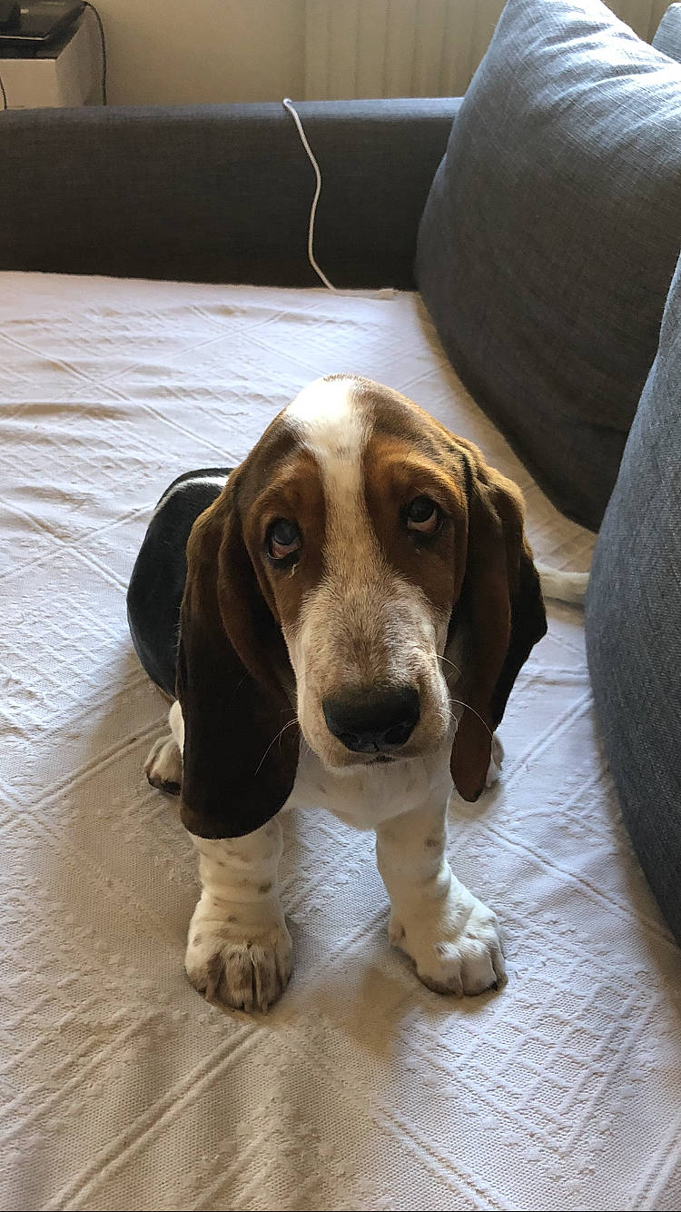 Roquette a rejoint le concours — aidez-le/la à gagner de superbes lots ! ball, canidae, carnivore, comfort, companion_dog, couch, dog, dog_breed, fawn, flooring, hardwood, hound, hunting_dog, liver, scent_hound, snout, sporting_group, terrestrial_animal, wood, working_animal