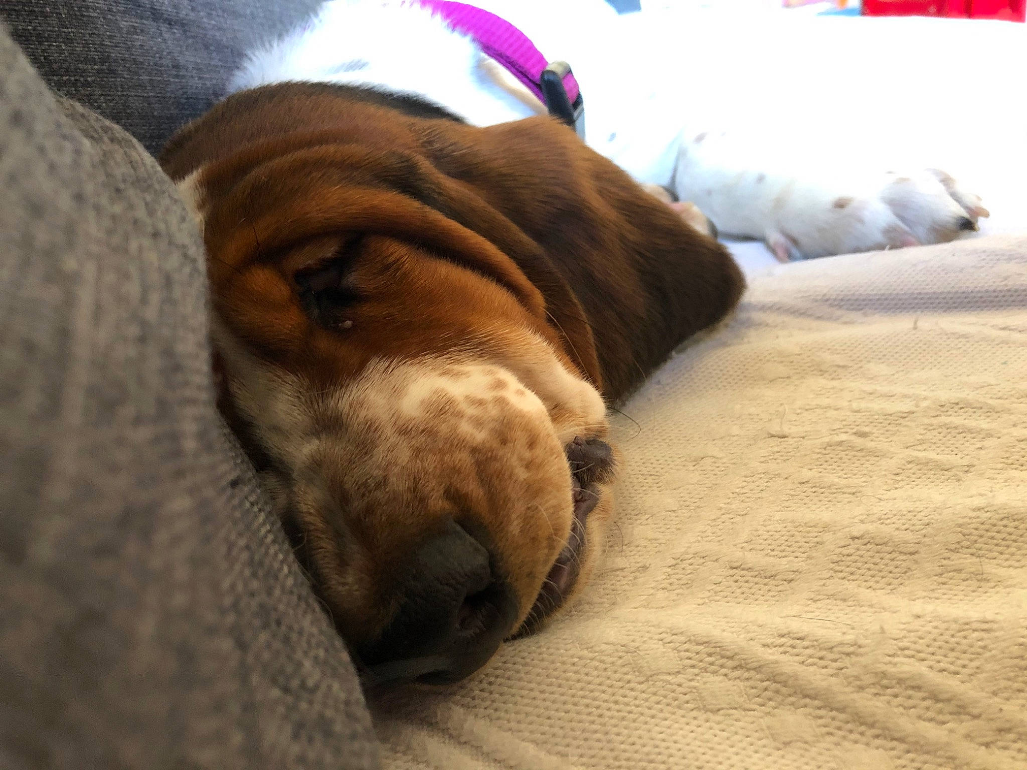 Roquette participe au concours pour gagner de l'argent avec cette photo : canidae, carnivore, comfort, companion_dog, dog, dog_breed, ear, fawn, flooring, fur, hardwood, linens, liver, paw, snout, sporting_group, whiskers, wood, working_animal, wrinkle