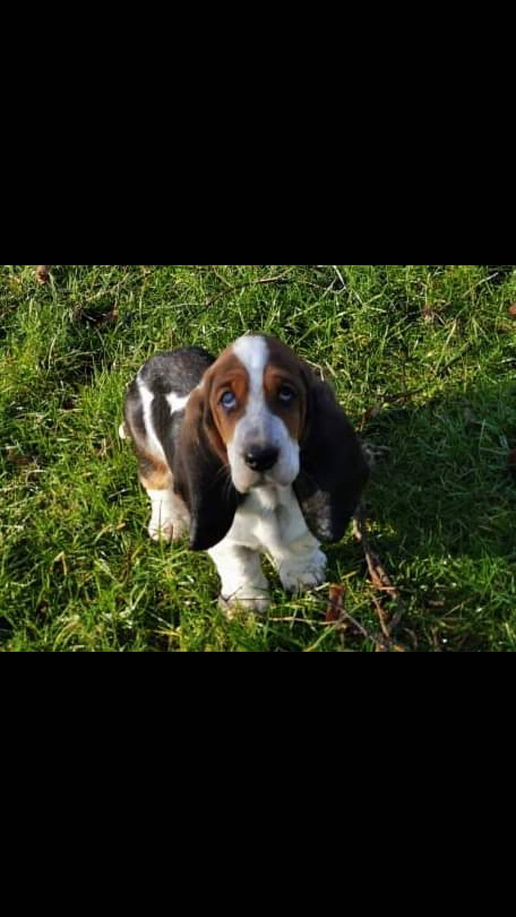Roquette participe au concours pour gagner de l'argent avec cette photo : canidae, carnivore, companion_dog, dog, dog_breed, grass, hound, hunting_dog, liver, natural_landscape, plant, sporting_group, terrestrial_animal, terrestrial_plant