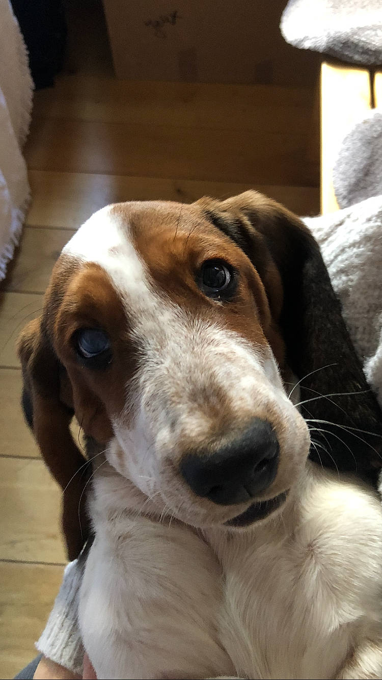 Roquette a rejoint le concours — aidez-le/la à gagner de superbes lots ! canidae, carnivore, collar, companion_dog, dog, dog_breed, fawn, fur, hound, hunting_dog, liver, scent_hound, snout, sporting_group, whiskers, working_animal
