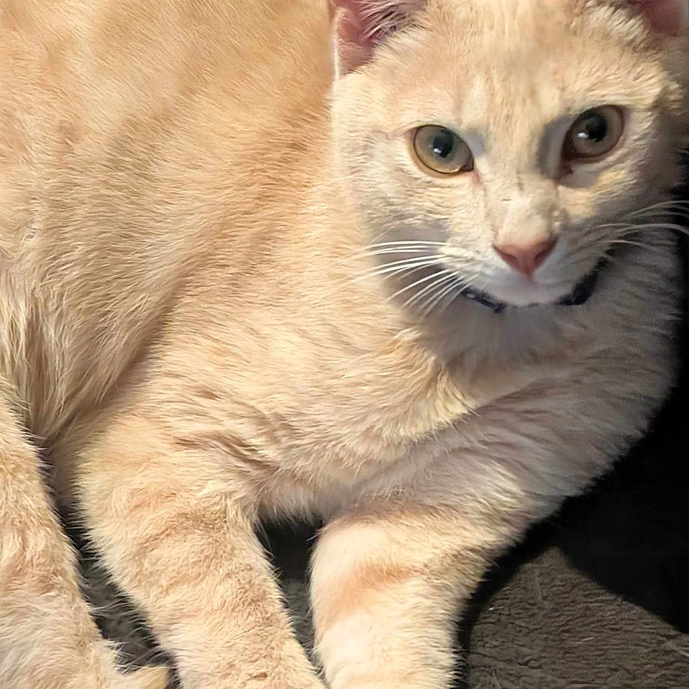 Stinker Butt