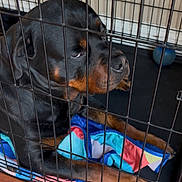 Zeke joined the competition — help win amazing prizes! animal, black_dog, blanket, blue_ball, brown_markings, cage, canine, colorful, crate, dog, fenced, floor, indoors, pet, quiet, resting, rottweiler, sleepy, toy, wooden_floor