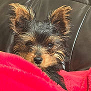 Gambie joined the competition — help win amazing prizes! dog, puppy, pet, fur, black_and_tan, blanket, red, leather, couch, cozy, cute, ears, closeup, indoor, small_dog, face, nose, whiskers, fur_texture, resting