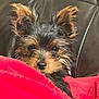 dog, puppy, pet, fur, black_and_tan, blanket, red, leather, couch, cozy, cute, ears, closeup, indoor, small_dog, face, nose, whiskers, fur_texture, resting