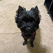Tango joined the competition — help win amazing prizes! dog, black_dog, pet, indoor, carpet, floor, harness, small_dog, cute, fluffy, ears, looking_up, animal, companion, domestic_animal, friendly, adorable, canine, indoor_lighting, shadow