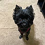 dog, black_dog, pet, indoor, carpet, floor, harness, small_dog, cute, fluffy, ears, looking_up, animal, companion, domestic_animal, friendly, adorable, canine, indoor_lighting, shadow