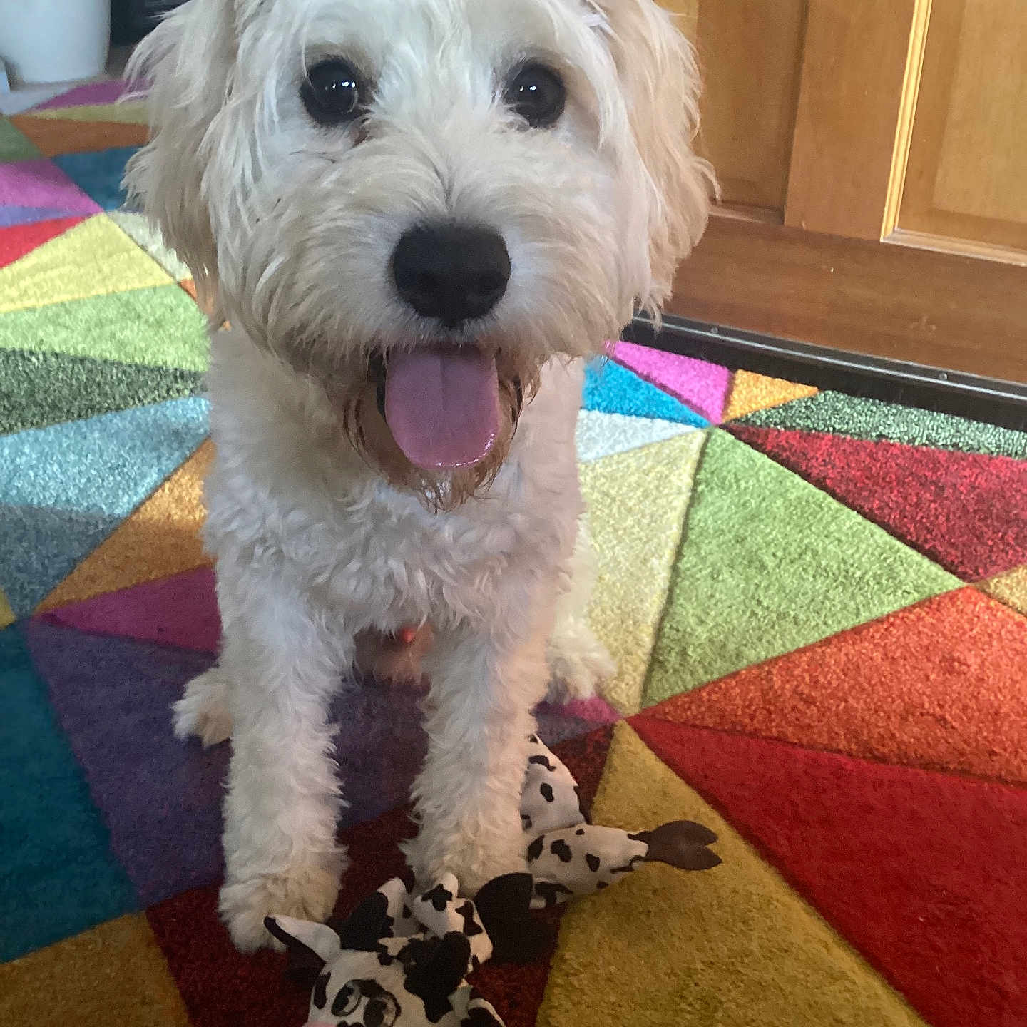 Seosamh is registered to the contest to win money with this photo: animal, carpet, colorful_rug, companion, cow_toy, cute, dog, domestic_animal, floor, front_paws, fur, happy, indoor, pet, playful, plush_toy, tongue_out, toy, white_dog, wooden_door