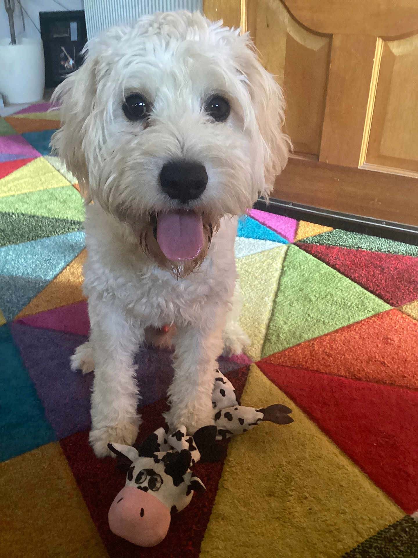 Seosamh is registered to the contest to win money with this photo: dog, white_dog, toy, plush_toy, cow_toy, colorful_rug, indoor, happy, pet, animal, floor, wooden_door, playful, fur, tongue_out, cute, companion, domestic_animal, front_paws, carpet