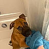Luka is registered to the contest to win money with this photo: dog, puppy, brown_dog, bathtub, bathroom, towel, blue_towel, wet_room, pet, animal, head_tilt, curious, cute, standing, paws, floppy_ears, short_hair, portrait, indoors, bath_time