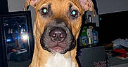 Luka joined the competition — help win amazing prizes! dog, brown_dog, white_chest, sitting, pet, portrait, indoors, bedroom, bed, red_blanket, rumpled_bedding, television, furniture, flash_photography, glowing_eyes, short_hair, pointed_ears, black_nose, front_facing, home
