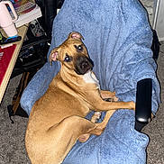 Luka joined the competition — help win amazing prizes! dog, pet, brown_dog, sitting, lying_down, head_tilt, indoors, office_chair, blue_blanket, carpet, home, portrait, flash_photography, funny_expression, relaxed, animal, short_coat, white_chest, cluttered_room, cozy