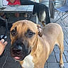 Luka is registered to the contest to win money with this photo: dog, dogs, pet, animal, foreground, background, brown_dog, black_dog, large_dog, standing, portrait, outdoor, patio, person, man, red_shirt, bench, table, chairs, paving_stones