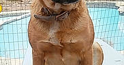 Gorda is registered to the contest to win money with this photo: dog, brown_dog, canine, pet, sitting, portrait, outdoor, poolside, swimming_pool, backyard, fence, trees, cactus, collar, short_hair, floppy_ears, black_muzzle, front_view, sunlight, animal_photography