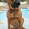 dog, brown_dog, canine, pet, sitting, portrait, outdoor, poolside, swimming_pool, backyard, fence, trees, cactus, collar, short_hair, floppy_ears, black_muzzle, front_view, sunlight, animal_photography