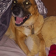Gorda is registered to the contest to win money with this photo: dog, canine, brown_dog, pet, animal, happy, smiling, open_mouth, tongue, portrait, lying_down, sitting, bed, blanket, teddy_bear, collar, leash, indoor, bedroom, flash_photography