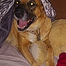 dog, canine, brown_dog, pet, animal, happy, smiling, open_mouth, tongue, portrait, lying_down, sitting, bed, blanket, teddy_bear, collar, leash, indoor, bedroom, flash_photography