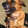 dog, pet, animal, sitting, grass, outdoor, portrait, brown_fur, short_hair, collar, leash, tongue, open_mouth, happy, alert, companion, sunlight, shadow, park, closeup