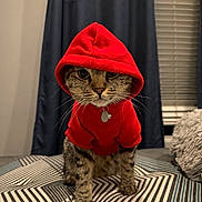 Nebula is registered to the contest to win money with this photo: animal_face, bed, bedroom, blanket, cat, collar, costume, curtains, hood, hoodie, indoor, pet, pillow, portrait, red_clothing, standing, staring, tag, whiskers, window_blinds