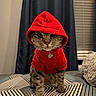 animal_face, bed, bedroom, blanket, cat, collar, costume, curtains, hood, hoodie, indoor, pet, pillow, portrait, red_clothing, standing, staring, tag, whiskers, window_blinds
