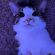 Ronnie joined the competition — help win amazing prizes! belly, carpet, cat, close_up, cozy, cute, ears, feline, fur, human_hand, indoor, large_eyes, nail_art, nose, paws, pet, portrait, purple_lighting, relaxed, whiskers