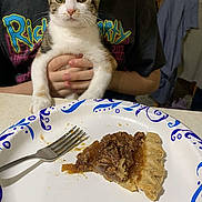 Ronnie is registered to the contest to win money with this photo: cat, clothing, countertop, curious, dessert, food, fork, hands, holding, indoor, kitchen, kitten, paper_plate, pecan_pie, person, pet, pie, staring, t_shirt, table