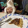 cat, clothing, countertop, curious, dessert, food, fork, hands, holding, indoor, kitchen, kitten, paper_plate, pecan_pie, person, pet, pie, staring, t_shirt, table