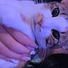 Ronnie joined the competition — help win amazing prizes! cat, close_up, cuddling, cute, domestic_cat, eyes, feline, fur, holding, human_hand, indoor, low_light, muzzle, nails, nose, pet, portrait, purple_lighting, touching, whiskers