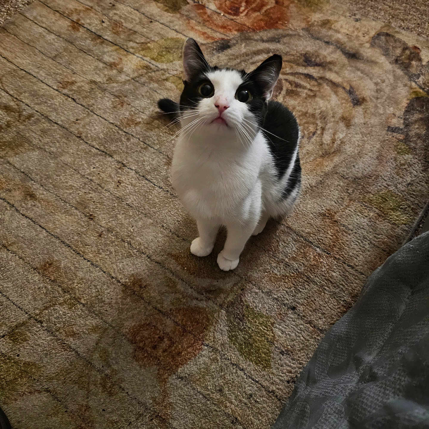 Willow is registered to the contest to win money with this photo: animal, black_and_white, carpet, cat, cozy, curious, cute, domestic, ears, eyes, feline, floor, fur, home, indoor, looking_up, mammal, pet, sitting, whiskers